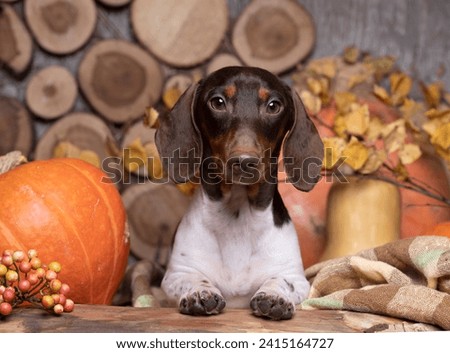 Dog dachshund  piebald  brown-tan colors, dog portrait Royalty-Free Stock Photo #2415164727