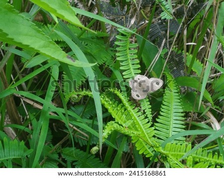A butterfly landed on a green leaf. It is so beautiful with grey wings. That picture has been taken in Talaga Bodas Garut.