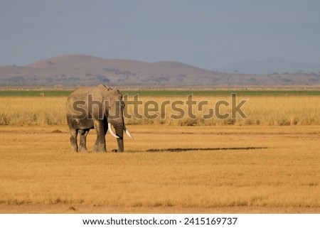 an african elephant alone in the savannah of Ambosli NP