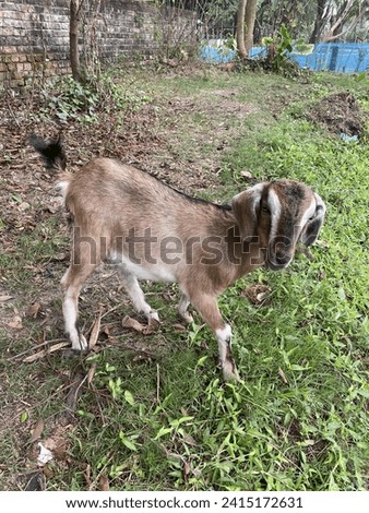 A picture of a cute goat