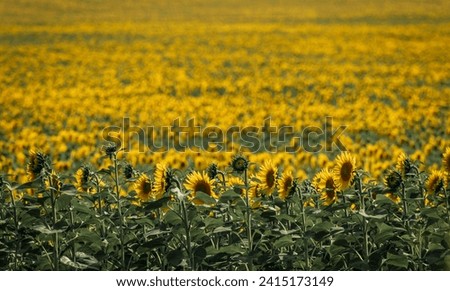large field of sunflowers at summer