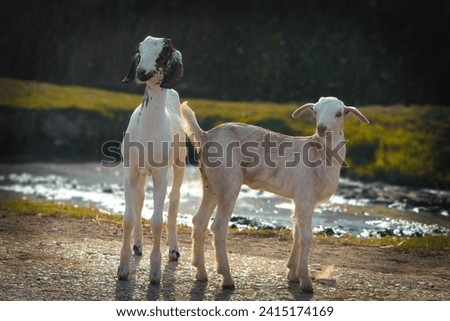 Two Goats Picture in the village 