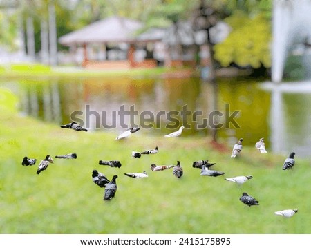 In the picture, there is a blur in the park. There are white and black pigeons feeding on small insects in the green grass. In the background there is a pavilion, a shelter and a water foun