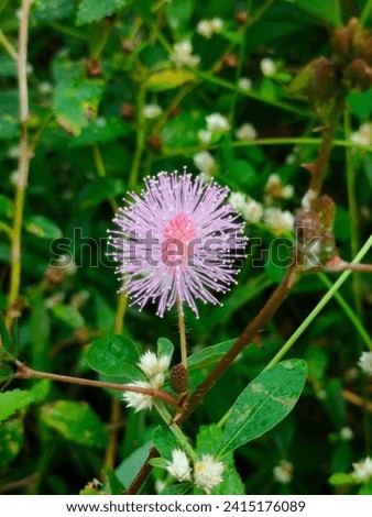 A Mimosa Pudica (natural pink) flower in daylight hd hi-res stock image with details, blurred background, selective focus top view.(Thottavadi,Shame plant,Sensitive plant,Touch- me- not,Sleepy plant)
