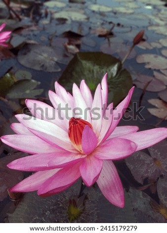 Lotus flower floating on water nature background desktop wallpaper