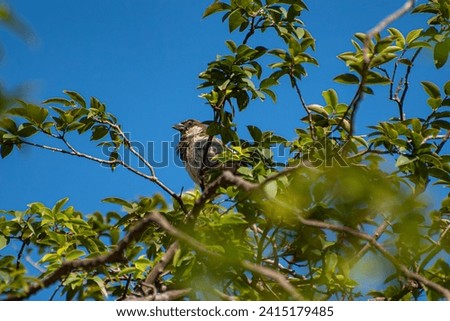 Sparrows, beautiful sparrows on the branches of a jabuticabeira tree in Brazil, selective focus.
