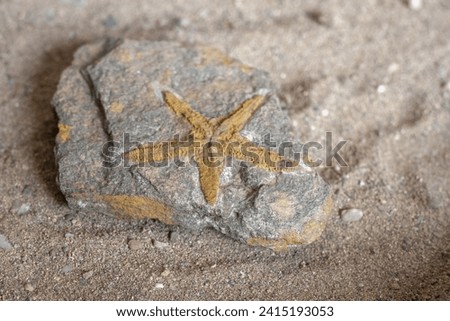 Petraster sp. fossil, a marine organism, aids paleontologists in understanding ancient ecosystems. Analysis includes morphology, sedimentary context, and fauna, enhancing insights into Earth's geologi Royalty-Free Stock Photo #2415193053