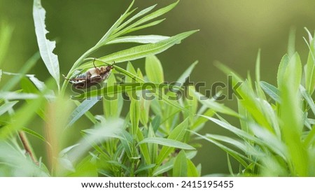 Melolontha. Cockchafer Melolontha Scarabaeidae, crawling on green leaves in natural environment. insect in the wild. garden pest. May beetle sits on leaves. Chafer eating leaf, macro nature Royalty-Free Stock Photo #2415195455