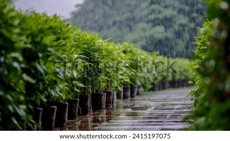 On a rainy day in a garden or nursery, rows of potted plants are being watered by the rain. The plants appear green and healthy, and the ground is wet and reflective. Royalty-Free Stock Photo #2415197075
