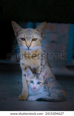 Cat and cat baby pic
Cat child pic