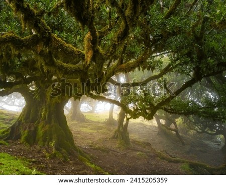 Fanal forest old mystical tree in Madeira island. Twisted trees in fog in Fanal Forest. Huge, moss-covered trees create a dramatic, scared landscape Royalty-Free Stock Photo #2415205359