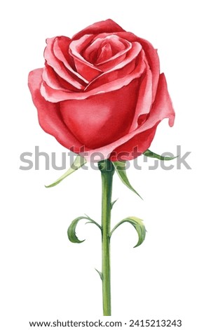Red rose beautiful flower, isolated white background, watercolor botanical painting floral illustration. Love Flower