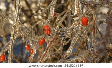A close-up view of branches and red berries encased in ice, giving them a glossy appearance. The vibrant red berries are interspersed among the branches Royalty-Free Stock Photo #2415216659