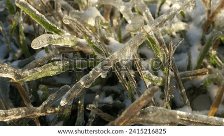Grass blades encased in ice, giving them a crystalline appearance. The grass is green but appears slightly muted due to the layer of ice. Royalty-Free Stock Photo #2415216825