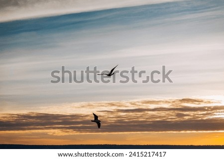 Beautiful seagulls, a small flock of wild birds fly high soaring in the sky with clouds over the sea, ocean at sunset. Photograph of an animal, evening landscape, beauty of nature, silhouette.