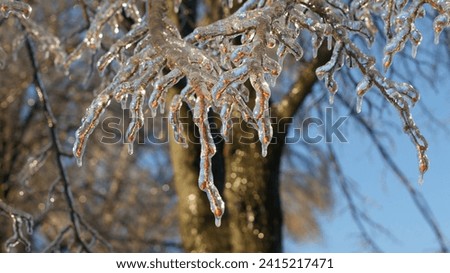 The intricate details of tree branches covered in ice. The branches appear wet or glossy, likely due to melting ice.  Royalty-Free Stock Photo #2415217471