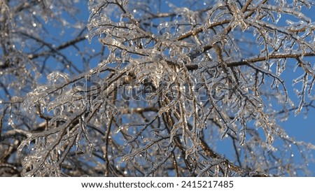 The intricate details of tree branches covered in ice. The branches appear wet or glossy, likely due to melting ice.  Royalty-Free Stock Photo #2415217485