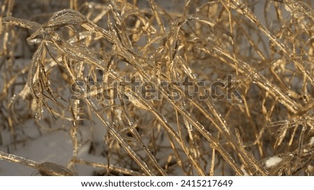 A close-up view of grass or plants covered in ice, giving them a crystalline appearance. The icy covering on the plants reflects light, illuminating the scene with a golden hue Royalty-Free Stock Photo #2415217649