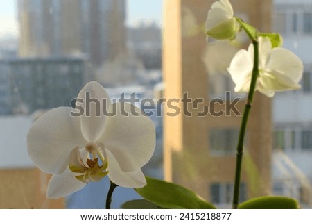 Orchid flowers on a winter window Royalty-Free Stock Photo #2415218877
