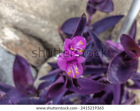 Tabangame, Maluku Utara, Indonesia - 19 January 2023 - A picture of flowers of the purple heart plant