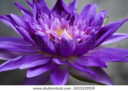 close up Purple lotus flowers blooming in the pond with nature background with soft light of the sun. picture looking happy.