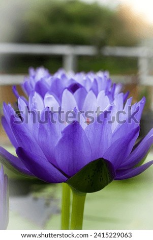 close up Purple lotus flowers blooming in the pond with nature background with soft light of the sun. picture looking happy.