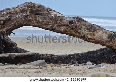 Artistic portrayal of a curved piece of wood resembling an eye, gazing towards the vastness of the sea, creating a symbolic connection Royalty-Free Stock Photo #2415230199