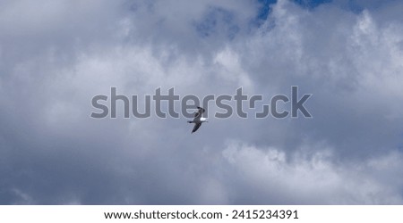 seagull flies in a cloudy sky