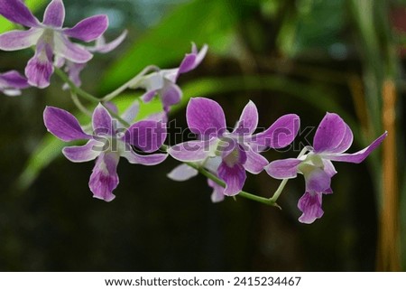 Beautiful Flower in the garden,Close-up of pink flowering plant,Vietnam. Beautiful purple ground orchid or Spathoglottis plicata also known as Philippines ground orchid. Royalty-Free Stock Photo #2415234467