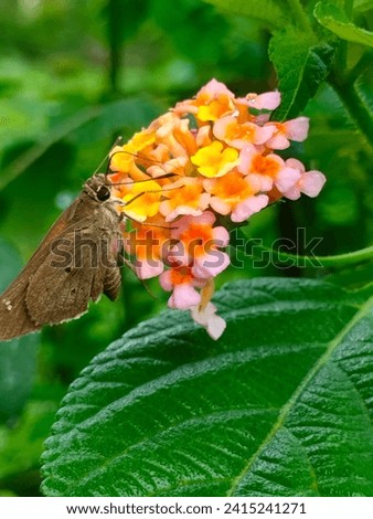 A stunning butterfly(Sahyadri Rustic, Cupha Erymanthis) collects nectar from Lantana Camara flowers, selective focus with details, side ankle view blurred background,hd hi-res vertical stock image jpg