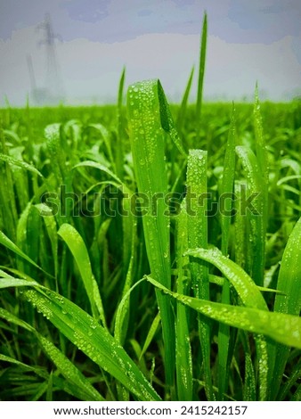 Celebrating the beauty of a lush wheat field adorned with vibrant greenery, enhanced by the glistening charm of dewdrops. A serene snapshot of nature's grace and agricultural elegance.