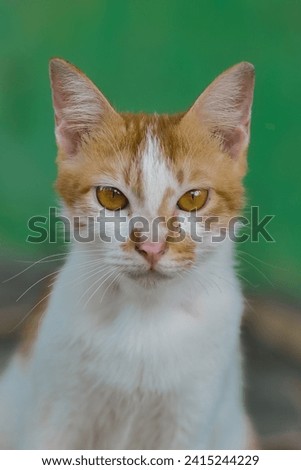 cute orange cat on a green background