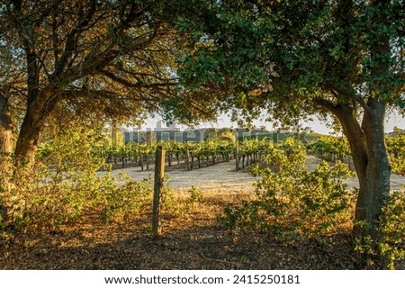 Vineyard in Napa Valley during sunset in California. Napa Valley is a premiere wine growing region.