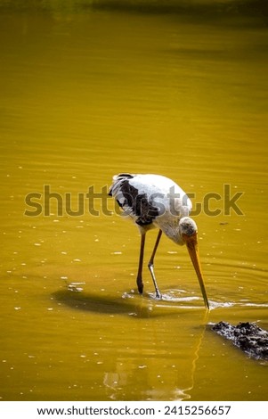 selective focus picture of a crane in lake