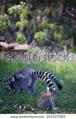 selective focus picture of lemurs playing in zoo