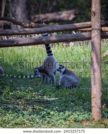 selective focus picture of lemurs playing in zoo