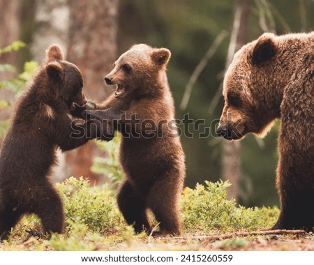 Brown Bear with its Cubs