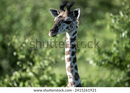 brown giraffe against a background of green vegetation close-up in a national park in Kenya