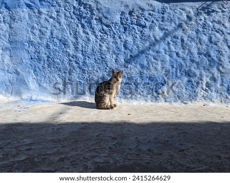 Amazing view of the streets in the blue city of Chefchaouen cute cats and kittens on street, Morocco, Africa. Artistic picture. Also called the blue pearl of Moroccan north and the capital of hash