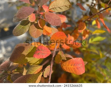 Closeup of smokebush leaves in autumn Royalty-Free Stock Photo #2415266635
