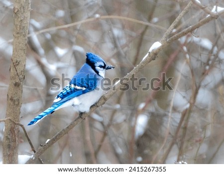 Blue Jay sitting on a branch in the winter time
