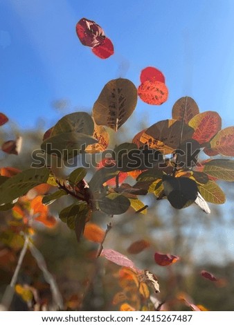 Closeup of smokebush leaves against a blue sky Royalty-Free Stock Photo #2415267487