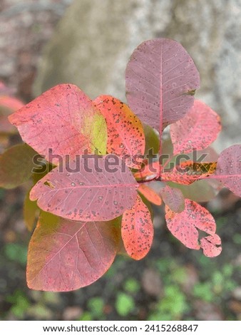 Closeup of autumn leaves on a smokebush Royalty-Free Stock Photo #2415268847