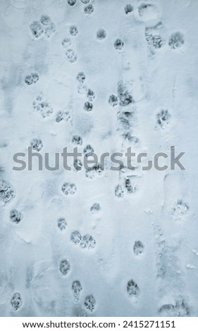 The image captures paw prints of dogs and cats in the snow, a playful interaction leaving a captivating story.The footprints in the snow illustrate their activity and add a poetic element tolandscape.
