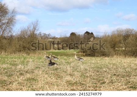 Spring landscape. A flock of gray geese walk across the field. 