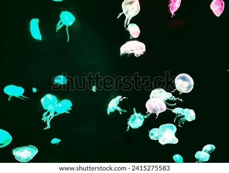 Jellies - Jellyfish swim freely in their tank at the Georgia Aquarium in Atlanta GA USA.