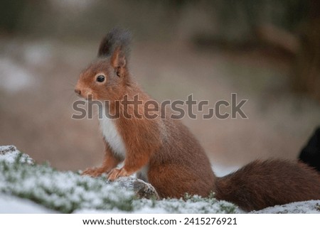 A charming winter scene unfolds as a delightful squirrel, wrapped in the tranquility of a snowy landscape, captures the essence of the season with its endearing presence amid nature's serene beauty.