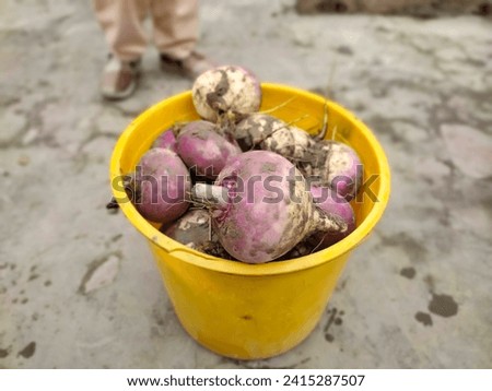 Winter root vegetable, Group of turnips placed on yellow plastic bucket. Young ripe fresh turnips after harvesting. Fresh turnip vegetable. Food concept. Close-up photo