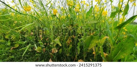 Picture of mustard flower in the filed