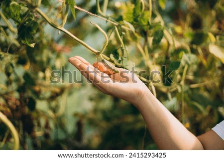 A farmer woman in a cotton apron tears cucumbers in a greenhouse. A hand picks a cucumber. Harvesting banner. Good harvest
